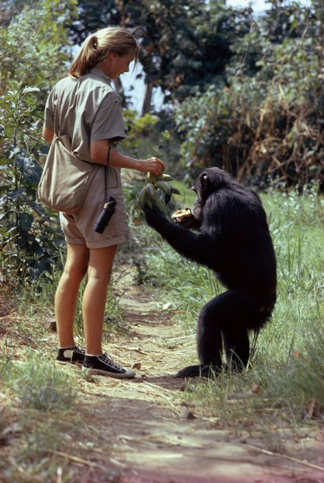 To celebrate her 85th birthday, National Geographic revisits Jane Goodall’s 1963 article about the chimpanzees of Gombe Stream Game Reserve. Wildlife Biology, Dian Fossey, Wildlife Biologist, Conservation Biology, 85th Birthday, Zoo Keeper, Animal Conservation, Jane Goodall, Wildlife Sanctuary