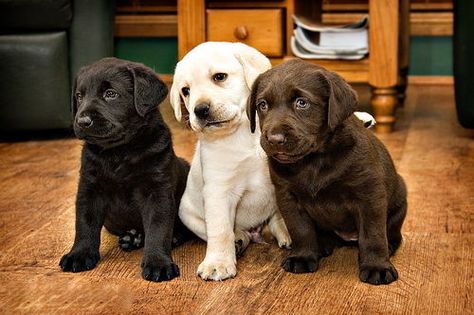 Black, brown & white lab puppies Labrador Noir, Labrador Retriever Puppies, Lab Puppies, Labrador Puppy, Cavalier King Charles Spaniel, Cavalier King Charles, Newfoundland, Australian Shepherd, Mans Best Friend