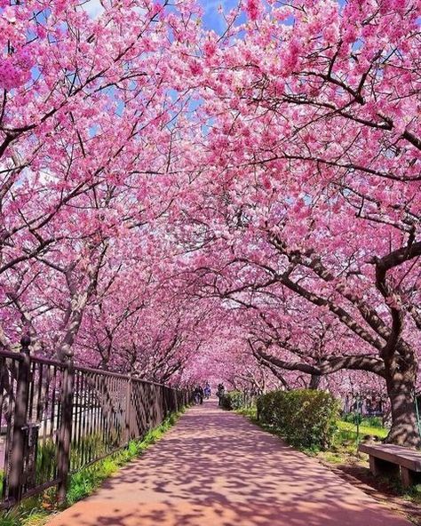 All Posts • Instagram Landscape Photography Trees, Instagram Japan, Blossom Season, Cherry Blossom Season, Scenery Background, Sakura Tree, Spring Wallpaper, Pink Trees, Beautiful Images Nature