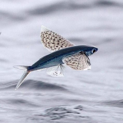 A flying fish glides gracefully through the air 🐟😍 There are some 40 species of flying fish. All have evolved winglike pectoral fins that… Ocean Wildlife, Fish Fin, Colourful Fish, Sea Life Animals, Drawn Fish, Water Creatures, Fish Artwork, Reef Shark, Air Photo