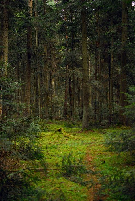 Forest Clearing Aesthetic, Forest Ground, Bright Forest, Thick Forest, Old Growth Forest, Forest Clearing, Dense Forest, Secret Forest, Forest Sunset