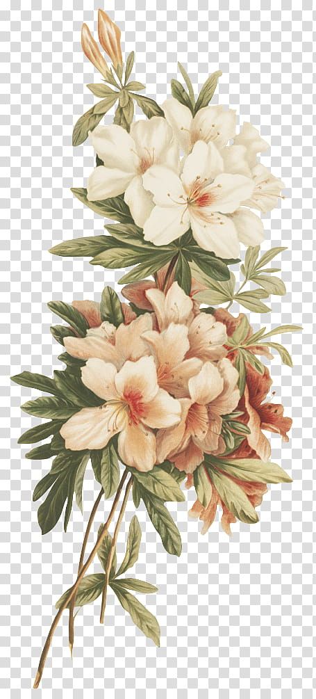 Vintage Flower Backgrounds, Peony Illustration, White And Pink Flowers, Pink Flowers Background, Futurisme Retro, Photo Png, Old Paper Background, Purple Plants, Transparent Flowers