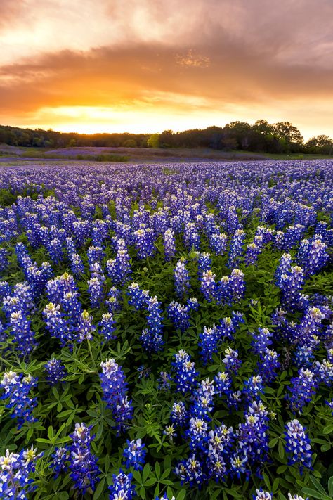 Bluebonnet Background, Blue Bonnet Flowers, Bluebonnet Field, Bluebonnet Flower, Blue Bonnet Aesthetic, Bluebonnet Wallpaper Iphone, Bluebonnet Wallpaper, Bluebonnets Texas, Blue Bonnet Flower