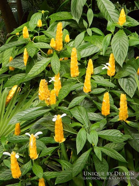 Lollipop Plant Pachystachys Lutea (Shrimp Plant) Lollipop Plant, Shrimp Plant, Edmond Oklahoma, Tropical Gardens, Flowers Perennials, Growing Flowers, Perennial Plants, Tropical Garden, Cool Plants