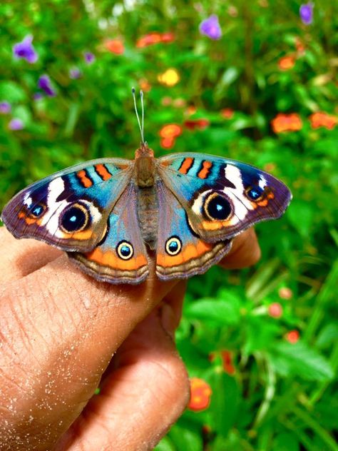 Buckeye butterfly Pretty Moths, Pretty Bugs, Beautiful Moths, Moth Artwork, Buckeye Butterfly, Types Of Butterflies, Regnul Animal, Cool Insects, Butterfly Photos