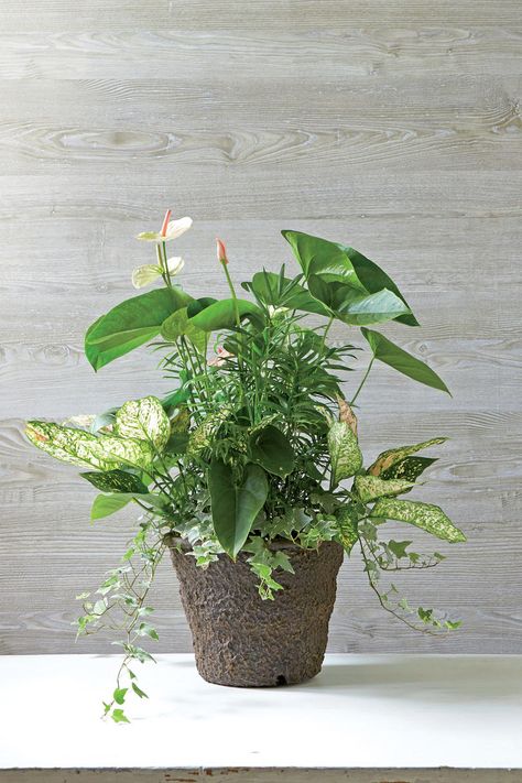 Indoor Container Gardening Ideas Living Container, Plants Bouquet, Variegated Ivy, Shaded Summer, Chamaedorea Elegans, Container Gardening Ideas, Diy Container Gardening, Natural Pesticides, Parlor Palm