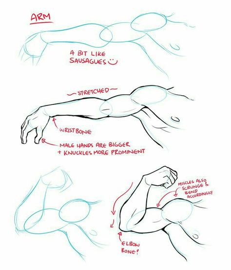 Arm, muscles, text; How to Draw Manga/Anime Anatomy Park, Arm Drawing, Drawing Hands, Anime Hands, Sketches Art, Anatomy Tutorial, Body Drawing Tutorial, Body Reference Drawing, Hands Holding