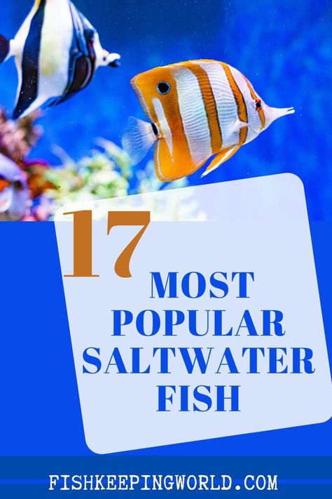 Saltwater Aquarium Beginner, Best Aquarium Fish, Saltwater Aquarium Fish, Fish Keeping, Saltwater Fish Tanks, Fish Breeding, Salt Water Fish, Fishing For Beginners, Saltwater Fish