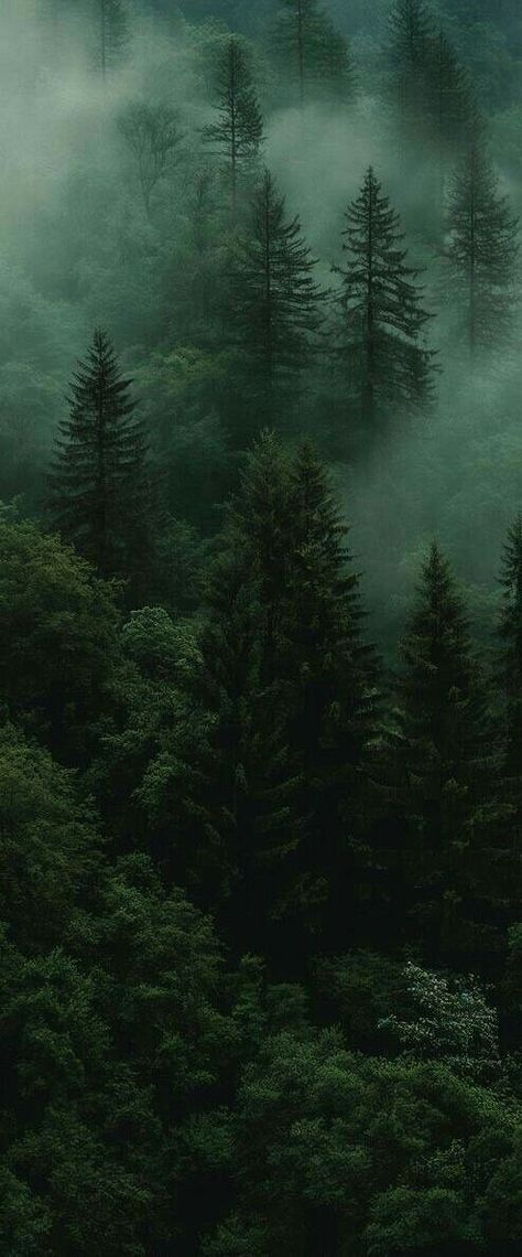 Forest Photography Aesthetic, Hd Photography Wallpaper, Green Beautiful Wallpaper, Black White And Green Wallpaper, Cool Phone Home Screen, Foggy Pine Tree Forest, Green Forest Wallpaper Aesthetic, Twilight Iphone Wallpaper, Evergreen Forest Aesthetic