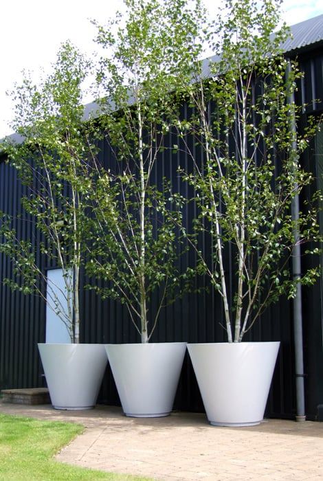 Potted Trees Patio, Birch Trees Garden, Landscaping Modern, Garden Troughs, Hanging Planters Indoor, Garden Shrubs, Modern Landscape, Garden Containers, Container Gardening Vegetables