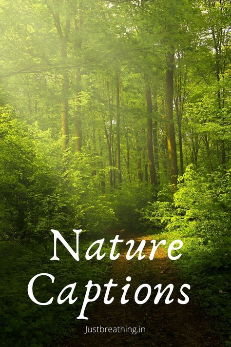 Captions for Nature Photos on Instagram and nature quotes. Best Nature Captions For Instagram, Nature Healing Quotes Inspirational, Captions For Instagram Forest, Lost In Nature Caption, Beautiful Nature Quotes Short, Foggy Forest Caption, Caption About Nature Beauty, Captions On Nature Beauty, Hills Captions Instagram Short