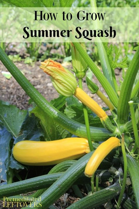 Growing Summer Squash, Sunburst Squash, Squash Pickles, Peppers Garden, Squash Growing, Zucchini Growing, Growing Artichokes, Diy Fertilizer, Growing Squash