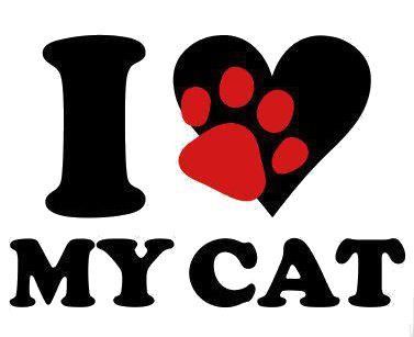 ^. .^ Sam And Cat, Cat Signs, Cat Icon, Cat Valentine, Cat Boarding, I Love Cats, 가을 패션, Beautiful Cats, Crazy Cat Lady