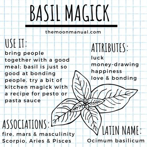 The Green Witch Diaries - Basil - Wattpad #greenwitch #witchtips #greenmagic #witchcraft #modernwitch #herbs #herbmagick #herbalist #wicca #witch #spells #spellcasting #spellbook #wiccan #modernmagick #magick #herbwitch #herbology #herbalism #herbs #flowers #witchy #casting #witchery #gardening #garden #plants #kitchenwitch Basil Witchcraft, Herbs In Witchcraft, The Green Witch, Witch Spells, Witchcraft Herbs, Witch Herbs, Green Witchcraft, Wiccan Magic, Grimoire Book