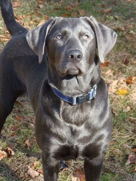 Silver Lab Dog Breed Info: Pictures, Personality & Facts Gray Labrador, Charcoal Lab, Silver Lab Puppies, Labrador Noir, Silver Labrador, Dog German, Silver Lab, Lab Dogs, Labrador Retriever Puppies