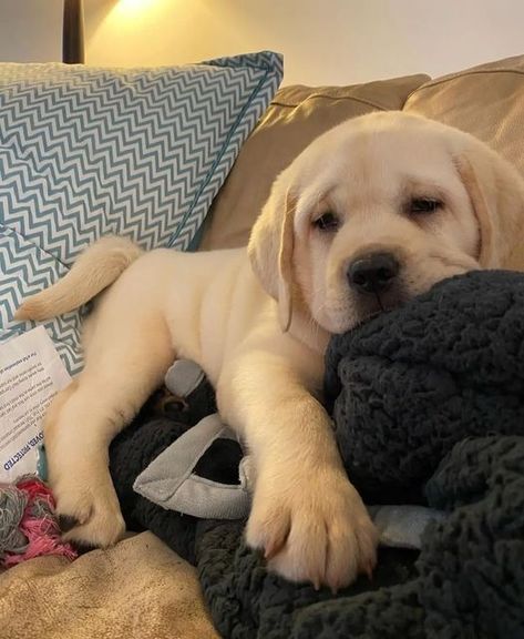 Cute Labrador Puppies, Yellow Lab Puppy, Yellow Labrador Retriever, Lab Puppy, Black Lab Puppies, Lab Dogs, Labrador Retriever Puppies, Black Labs, Lab Puppies