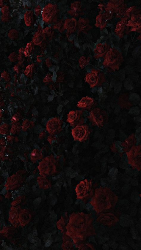 Wallpapers Roses, Roses In The Garden, Whats Wallpaper, Dark Red Roses, Flower Background Images, Dark Red Wallpaper, Rose Background, Rosé Aesthetic, Dark Flowers