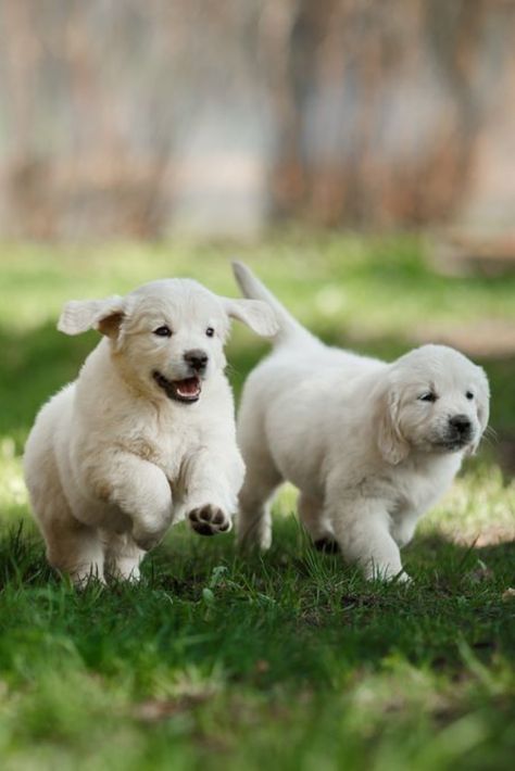 Golden Retriever Running, Cute Puppies Golden Retriever, Cute Golden Retriever Puppy, Puppy Dog Pictures, Cute Golden Retriever, Puppy Images, Dog Photoshoot, Dog Photograph, Puppy Photos