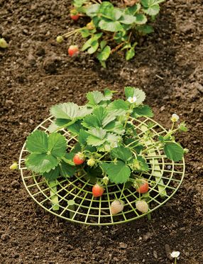 Strawberry Supports, Set of 6 Survival Gardening, Growing Strawberries, Strawberry Plants, Organic Gardening Tips, Fruit Garden, Garden Bed, Veggie Garden, Growing Food, Raised Garden