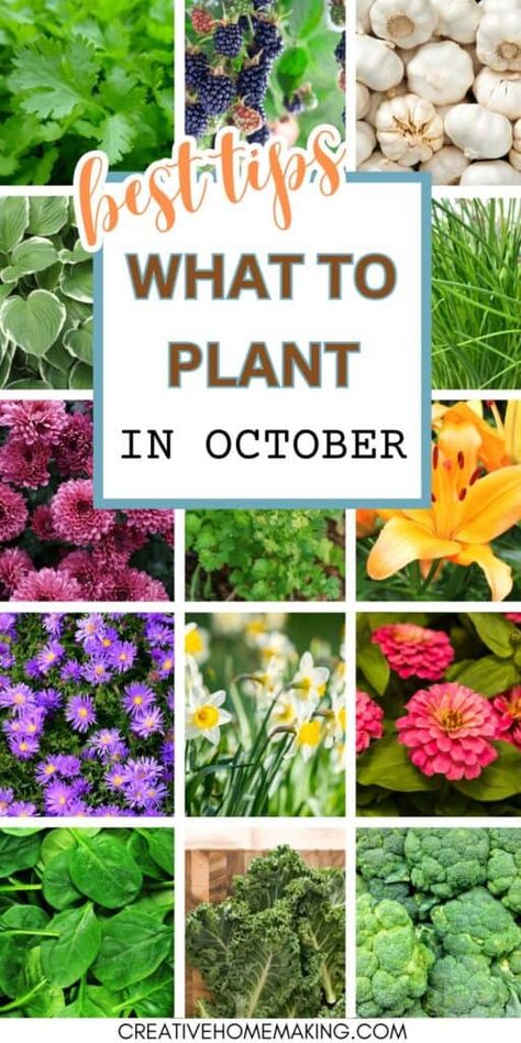 What To Plant In October In Zone 8, What To Plant In October, Fall Crops, Fall Gardening, Planting Plan, Plants To Grow, Pot Plants, Best Plants, Learning Projects