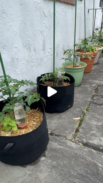 Optimistic Kitchen on Instagram: "Container gardening is a great option for those with limited growing space! I also find it to be significantly less work! If you would like to see more on container gardening, please check out the other videos that I posted this week.😁💚🌱#OptimisticKitchen #happyeating #Garden #ReduceFoodWaste #zerowaste #uppotting #containergarden #containervegetablegarden #tomatoplants" Planting Veggies In Containers, Plants In Pots Outdoor Backyard Ideas, Urban Vegetable Garden, Container Vegetable Gardening, Growing Hacks, Growing Tomato, Tomatoes In Containers, Gardening Indoors, Growing Vegetables In Pots