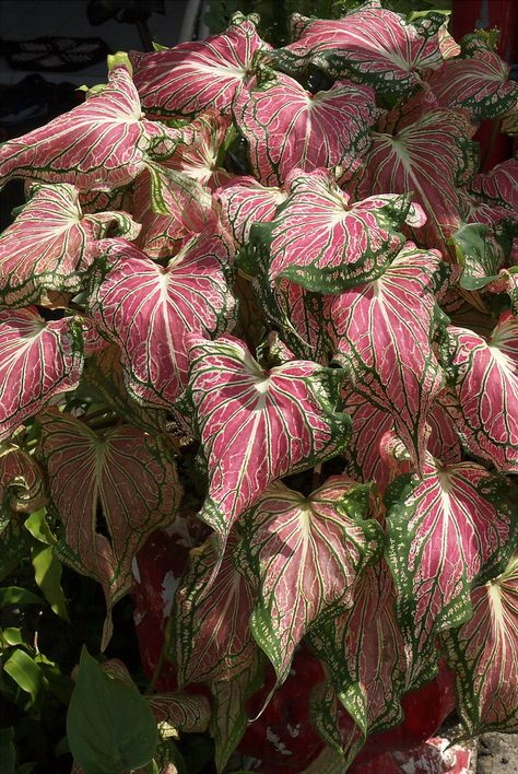 Pink Symphony Caladium, Caladium Plants, Wall Hanging Plants, Colourful Plants, Rat House, Leafy Plants, Pink Plant, Sun Plants, Pot Plant