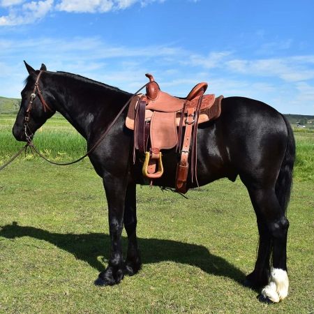 Andalusian Stallion For Sale In Wisconsin - Atlas - MyHorseForSale.com Equine Classifieds Western Riding Tack, Andalusian Stallion, Western Pleasure Horses, Horse Sketch, Black Horses, Western Pleasure, Most Beautiful Horses, Horse Property, Friesian Horse