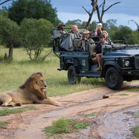 🇿🇦 Discover the beauty and diversity of South Africa! 🌍✨ From the majestic Table Mountain to the vibrant city of Cape Town, South Africa is a land of stunning landscapes, rich wildlife, and vibrant culture. Embark on a safari adventure in Kruger National Park, explore the scenic Garden Route, and immerse yourself in the history and traditions of this incredible country. Whether you're seeking adventure or relaxation, South Africa offers an unforgettable experience. Ready to explore? #Discover... Table Mountain South Africa, Kruger National Park South Africa, South Africa Safari, Instagram Graphic Design, Gorilla Trekking, Adventure Tourism, Stunning Landscapes, Safari Adventure, Wildlife Safari