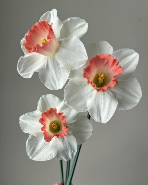 Daffodil Flower Photography, Daffodils White, December Flowers, January Flowers, Common Flowers, Budding Flower, Flower Daffodil, December Flower, Flower Reference