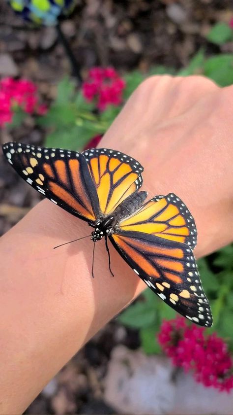 Photography Butterfly, Pretty Flowers Photography, 3d Butterfly Tattoo, Butterfly Video, Butterfly Photography, Beautiful Butterfly Pictures, Beautiful Butterfly Photography, Butterfly Butterfly, Butterfly Photos