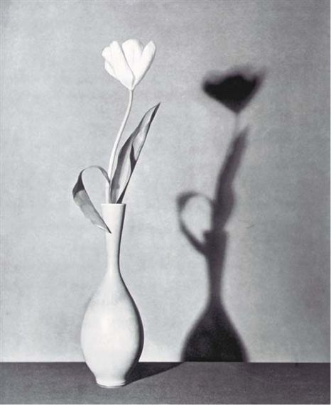 Artwork by Robert Mapplethorpe, Flower (Tulip), Made of photogravure Robert Mapplethorpe Photography, Irving Penn, Still Life Artists, Still Life Images, Robert Mapplethorpe, Still Life Flowers, Shadow Photography, Still Life Photos, Patti Smith