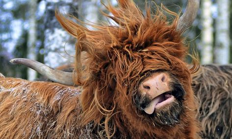 Moshing Highland cow in Finland proves she's a real party animal | Daily Mail Online Dairy Cows Holstein, Highland Coo, Scottish Highland Cow, Fluffy Cows, Highland Cattle, Highland Cows, Moo Moo, Baby Cow