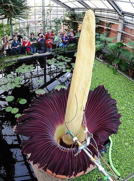 Crazy Flowers, Amorphophallus Titanum, Titan Arum, Kiel Germany, Deadly Plants, Moon Cactus, Corpse Flower, Strange Flowers, Weird Plants