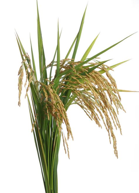 Photo about Growing rice on white background. Image of freshness, flora, cereal - 24156422 Rice Png, Growing Rice, Agriculture Photography, Rice Plant, Water Therapy, Ceramics Pottery Vase, Backyard Vegetable Gardens, Background Images For Quotes, Rice Bran