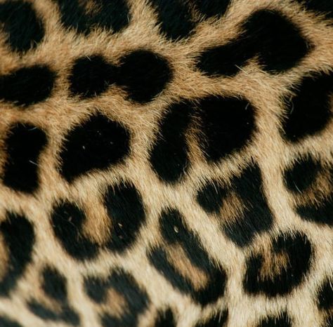 Jaguar, Leopard, Cheetah by Beverly Joubert. 🤎 Mac App Icons, Nomi Aesthetic, Cool Aesthetic Pfp, Cool App Icons, Leopard Aesthetic, Widget Pictures, Icons Phone, Widgets Aesthetic, 2000s Icons