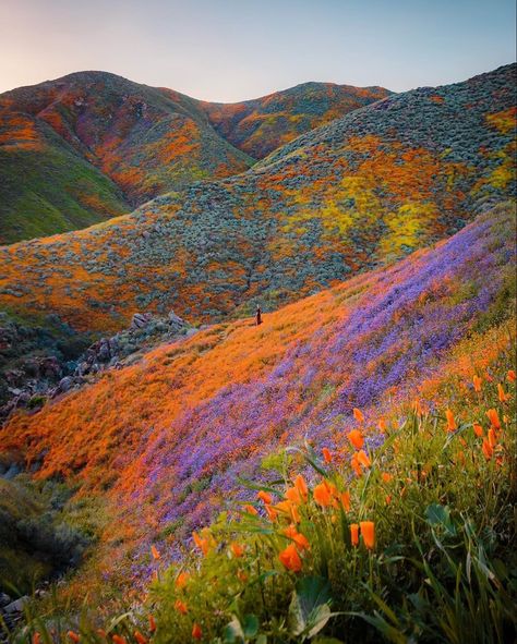 Super Bloom, Valley Of Flowers, Pretty Landscapes, The Hills, Nature Aesthetic, Flower Field, Pretty Places, Pretty Pictures, Beautiful World