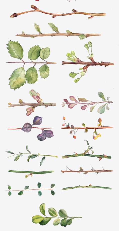 Watercolor Tree Branch, Botanical Artists, Branch Drawing, Watercolor Herbs, Leaves Png, Leaves And Branches, Leaves Watercolor, Watercolor Tree, Leaf Drawing