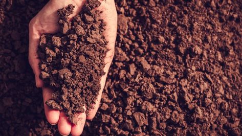 European leaders urged to act on soil sustainability   For further CleanTech News - https://ecs.page.link/SbJp  #cleantech #cleantechmarketplace Growing Wheat, Carbon Sink, Soil Testing, Soil Layers, Sandy Soil, Clay Soil, Organic Matter, Garden Soil, Food Quality