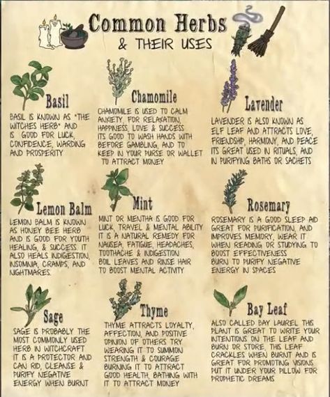 Herbs Garden, Herb Meanings, Herbs And Their Uses, Herbal Witch, Witchcraft Herbs, Herbs Plants, Magickal Herbs, Witch Herbs, Pagan Crafts