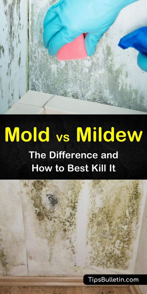 Mold And Mildew Remover, Toxic Mold, Mildew Remover, Cleaning Mold, Cleaning Painted Walls, Vinegar Cleaning, Deep Cleaning Tips, Kitchen Cleaning Hacks, Up House