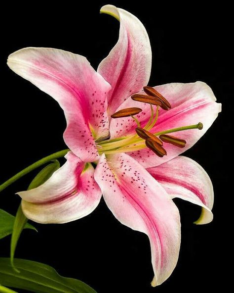 Pink Lily Flower, Lilly Flower, Stargazer Lily, Lily Flowers, Trendy Flowers, Flower Art Painting, Tiger Lily, Pink Lily, Lily Flower