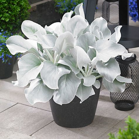 8 new plants to get excited about | The Impatient Gardener Senecio Angel Wings, Best Ground Cover Plants, Goth Garden, Gothic Garden, Sensory Garden, White Plants, Moon Garden, Have Inspiration, Unusual Plants