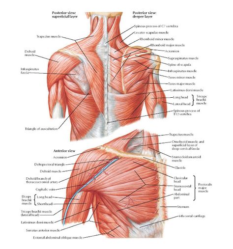 Muscles of Shoulder Anatomy   Spinous process of C7 vertebra, Levator scapulae muscle, Rhomboid minor muscle, Rhomboid major muscle, Acro... Shoulder Blade Muscles, Triceps Brachii Muscle, Neck Muscle Anatomy, Anatomi Dan Fisiologi, Supraspinatus Muscle, Muscular Anatomy, Infraspinatus Muscle, Upper Limb Anatomy, Shoulder Anatomy