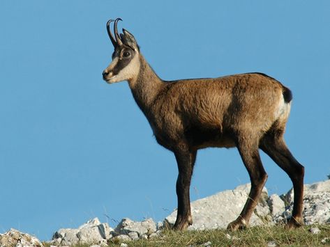 The chamois is a species of goat-antelope native to mountains in Europe, from west to east, including the Cantabrian Mountains, the Pyrenees, the Alps and the Apennines, the Dinarides, the Tatra…. Antelope Animal, Memory Projects, Mountain Goat, The Alps, Pyrenees, Zoology, Amazing Nature, Pet Portraits, Animal Pictures