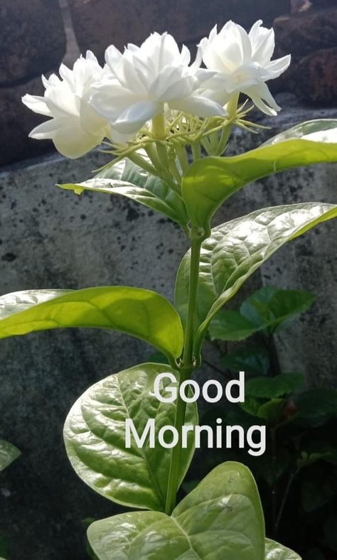 Beautiful Morning Images, Sweet Good Morning Images, Good Morning Clips, Good Morning Massage, Good Morning Wishes Gif, Good Morning Flowers Rose, Good Morning Beautiful Gif, Beautiful Morning Quotes, Cute Good Morning Images