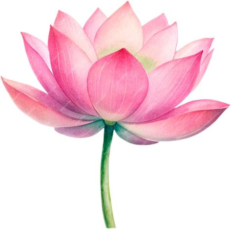 Premium PSD | Watercolor lotus flower Lotus Illustration Design, Lotus Flower Art Paint, Lotus Canvas Painting, Lotus Flower Aesthetic, Lotus Watercolor Painting, Shading Drawings, Lotus Flower Watercolor, Lotus Flower Colors, Lotus Illustration