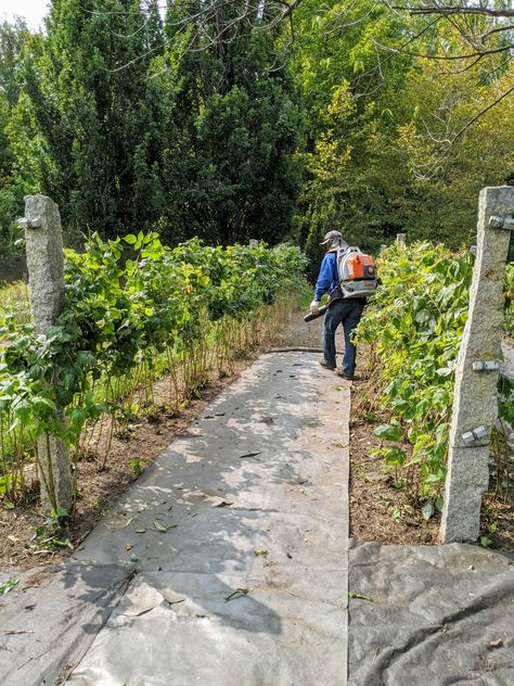 Raspberry Patch Trellis, Raspberry Bush Supports, How To Contain Raspberry Bushes, How To Plant Raspberries Bushes, Raspberry Patch Design, Backyard Berry Patch, Raspberry Planter Ideas, How To Prune Raspberry Bushes, Raspberry Bushes Landscape