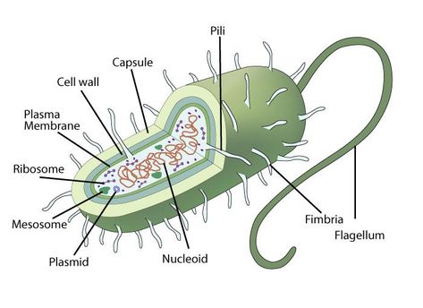 Prokaryotic Cell Drawing With Label, Prokaryotic Cell Diagram, Bacteria Cell Drawing, Bacterial Cell Drawing, Prokaryotic Cell Notes, Cell Structure Drawing, Bacteria Cell Model, Eukaryotic Cell Drawing, Prokaryotic Cell Drawing