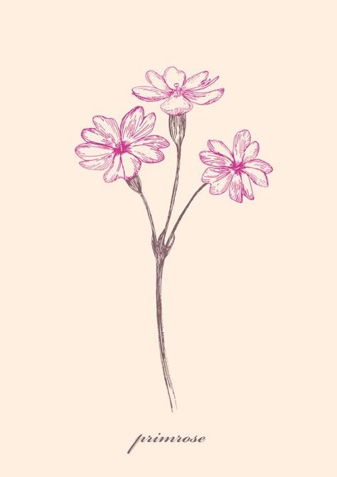 Wild flowers illustration Project  PRIMROSE by JUNG SOO CHAE, via Behance How To Draw Primrose Flower, February Birth Flower Tattoo Primroses, Primrose Illustration Flower, Ink Flower Illustration, Evening Primrose Tattoo Flower, How To Draw A Primrose, Primrose Flower Tattoo Design, Prim Rose Flower Tattoo, Primrose Sketch