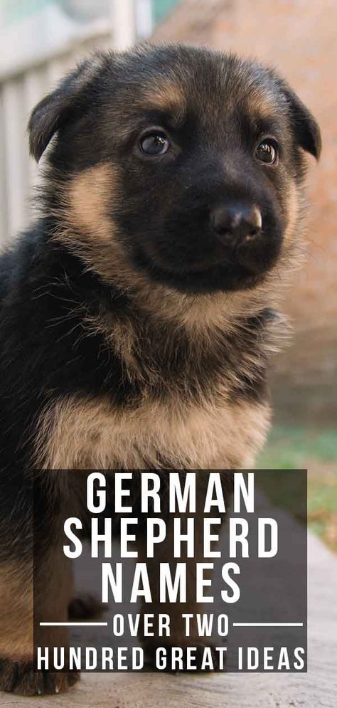 Dog Names For German Shepards, German Shepard Name, Names For German Shepherd Dogs, German Shepherd Names Unique, Puppy German Shepherd, German Shepherd Dog Names, German Shepherd Names Female, German Shepherds, German Shepherd Names Male